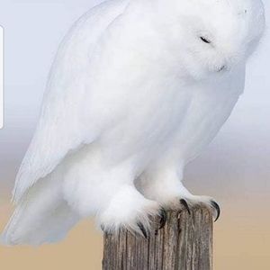 Meet your Posher, Anne